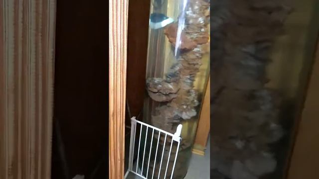 Проверка канистрового фильтра fluval FX5 на герметичность. ПЕРВОЕ ВКЛЮЧЕНИЕ! смотреть онлайн