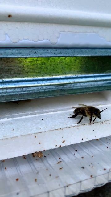 Пчелиный фейс-контроль #пчелы #2023 #asmr #bee #honey #live #love #art #usa #пасека #youtubeshorts смотреть онлайн