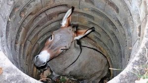 ПРИТЧА О КОЛОДЦЕ! Мотивирующая мудрая притча.