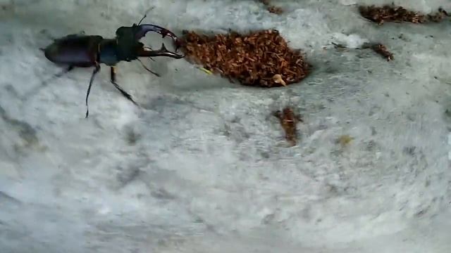Жук Олень гуляет по парку / Stag beetle walks in the park смотреть онлайн