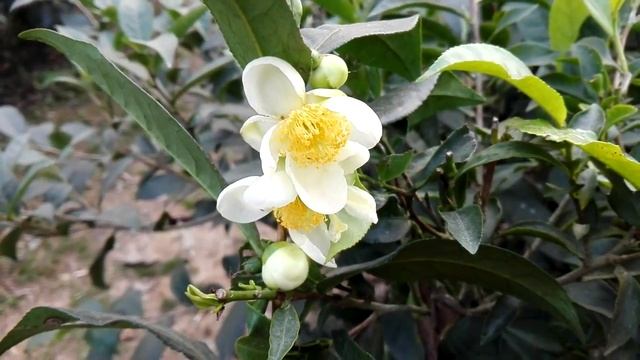 Tea flower смотреть онлайн