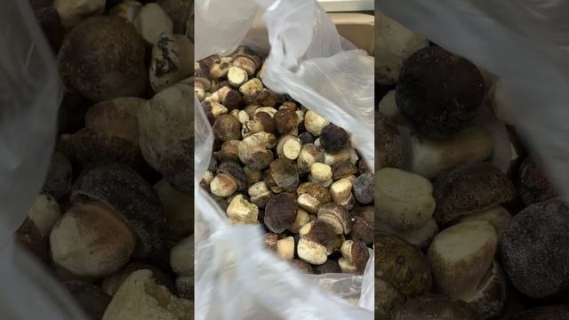 Гриб белый россыпь