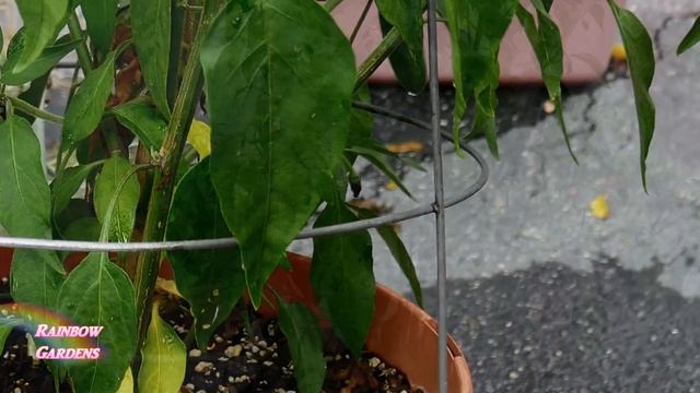 AUGUST: Huge Chile Pepper Container Harvest, 5 Tips For Growing, And Pepper Reviews