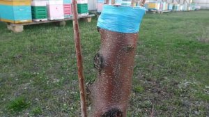 Делаем прививку на старые толстые деревья. Прививка за кору. Меняем сорта в саду.