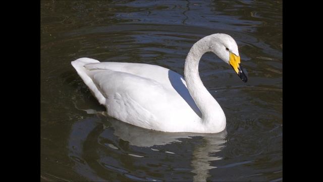 All Swan Species - Species List смотреть онлайн