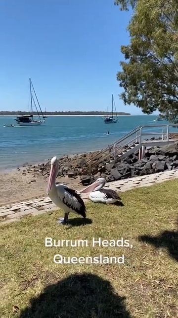 Burrum Heads, QLD | #CampsAustraliaWide #beach #pelican #camping смотреть онлайн