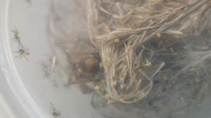 Cheiracanthium punctorium - самиця з павучками