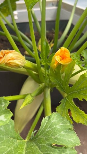 Кабачки загнивают и меняют форму! Почему и что делать? #SemenaPartnerShorts смотреть онлайн