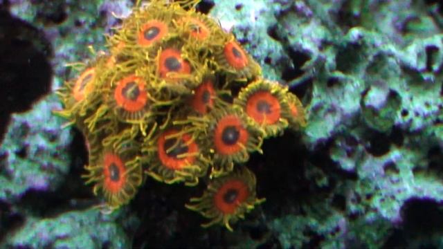 Thursday Night Shout Outs, Reef in true colors смотреть онлайн