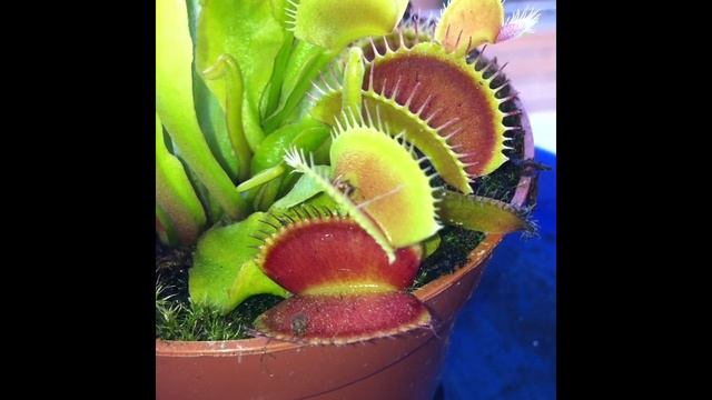 Dionea mascipula Cattura preda смотреть онлайн