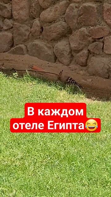 Египетская отельная птица😀 #египет #двабилетавлето смотреть онлайн
