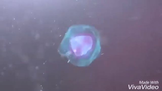 Моё интро (оцените до 5)