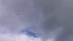 Голуби Котенко Руслана.