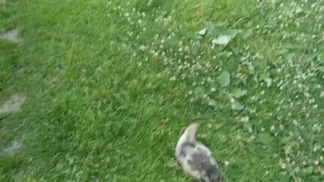 Птицы на Свободе! Birds on the loose! смотреть онлайн