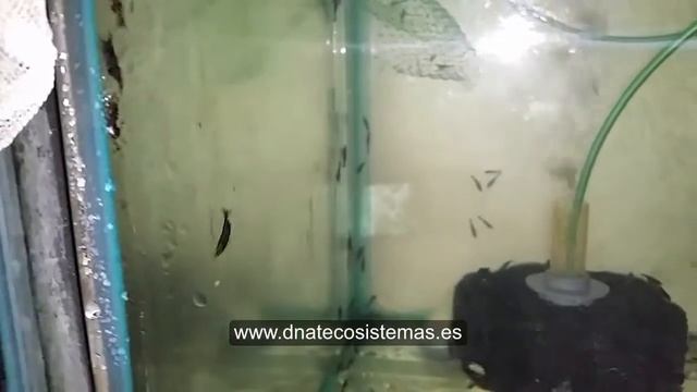 DNATecosistemas. GAMBA BLACK DIAMOND (Neocaridina heteropoda) смотреть онлайн