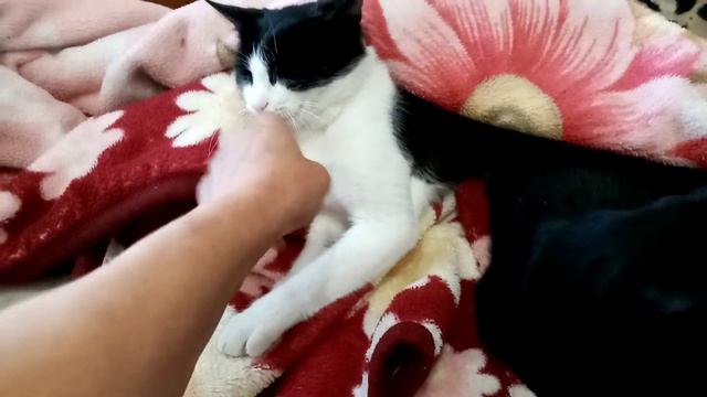 Замёрзли мои🐈🐱👍 Котики ЛЁВУШКА и ЛОРД!!!. Красавцы ЛЮБИМЫЕ!!! 12 сентября 2022г. смотреть онлайн