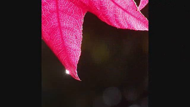 Littletree's Albums - 9, Maple, Liquidambar смотреть онлайн
