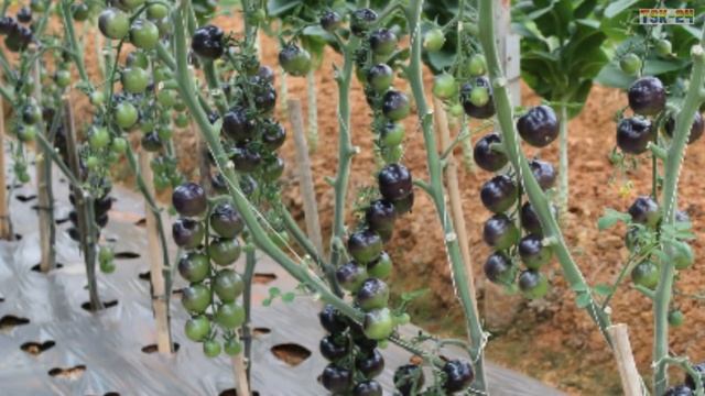 WOW! Amazing Agriculture Technology - Tomato смотреть онлайн