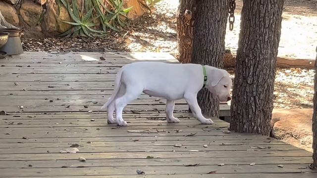 Pure Dogo Argentino - Green Female from Machete x Vegas’ Aug 2022 Litter смотреть онлайн
