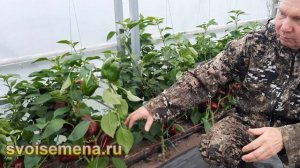 Проверенный сорт перцев - Нижегородец. Всегда отличный урожай в средней полосе!