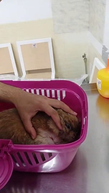 Кролик Соня идёт домой после удаления опухоли