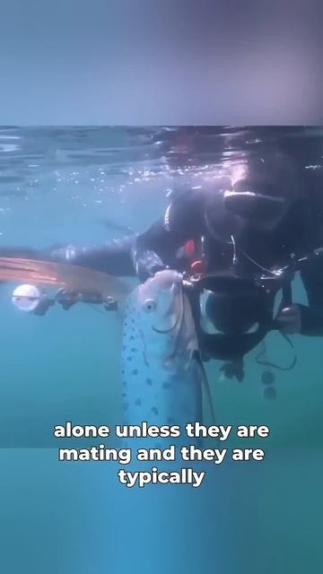 The Longest Bony Fish Alive ! #ocean #oarfish #sealife #sea #shorts #seacreatures #fish
