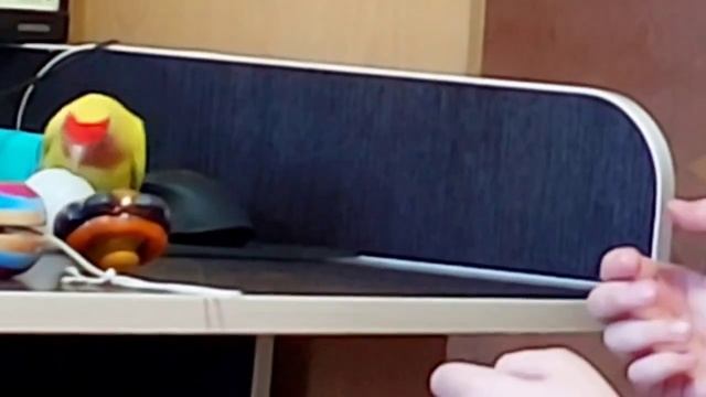 #Неразлучник играет в мяч #попугайчик #попугай #lovebirds #parrots смотреть онлайн