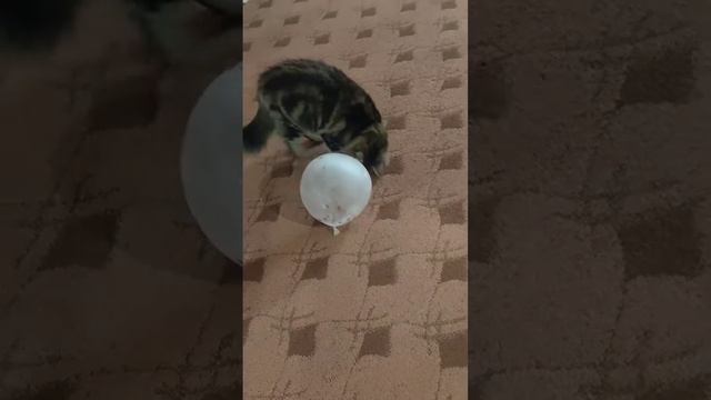 игра в шарабол🎈🐈ну почти как в футбол⚽😺😁#кошкивидео #кошкирулят #кошкиприколы #сибирскиекошки