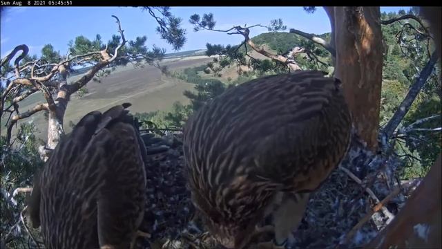 Гнездо Солнечного Орла - Могильника 08.08.2021 05:26