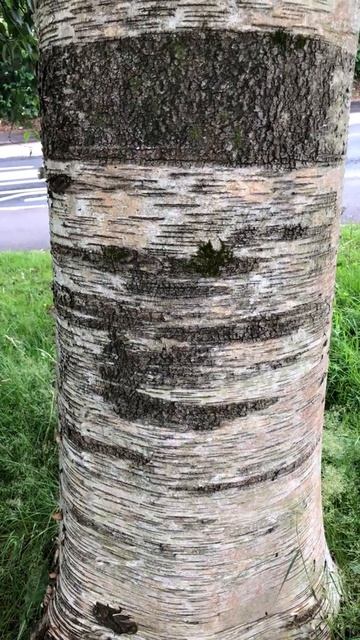 Himalayan birch - trunk - July 2021 смотреть онлайн