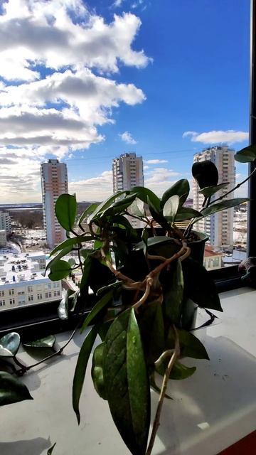 HOYA FLOWER /ХОЙЯ ИЛИ ВОСКОВОЙ ПЛЮЩ /ТРОПИЧЕСКАЯ ВЕЧНОЗЕЛЁНАЯ ЦВЕТУЩАЯ ИЗЫСКАННАЯ ЛИАНА смотреть онлайн