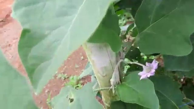 Баклажаны в Бразилии на фазенде смотреть онлайн