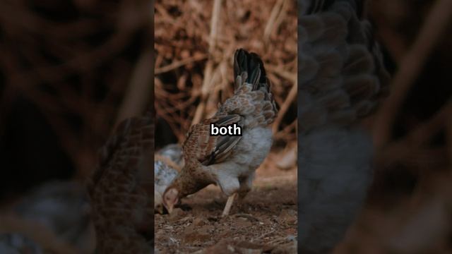 Store Bought Eggs VS Homegrown Eggs #shorts смотреть онлайн