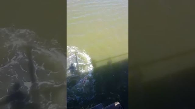 Сергеевка рулит смотреть онлайн