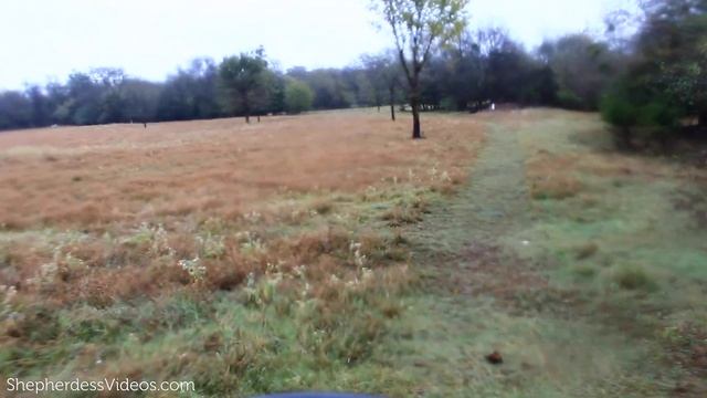 2 DEAD SHEEP IN ONE DAY. смотреть онлайн