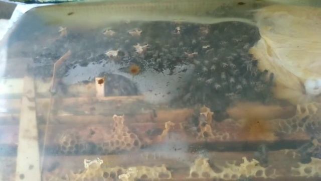 Осмотр семей после неделе морозов, полёт вертолёта смотреть онлайн
