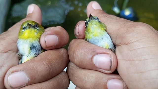 CARA MEMBEDAKAN PLECI BUSTOMI JANTAN DAN BETINA MUDAH DAN AKURAT смотреть онлайн