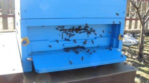 Первый облет после зимы. Делаю крем-мед