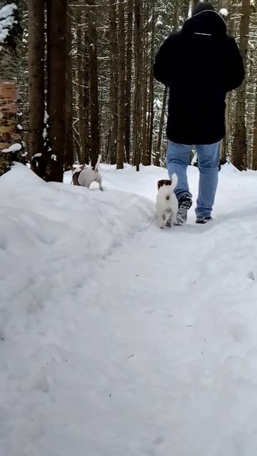 Под охраной (Гильза & Малыш) Джек Рассел #jackrussell #dog #new смотреть онлайн