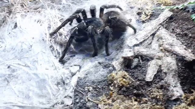 Lasiodora Parahybana Tribute!