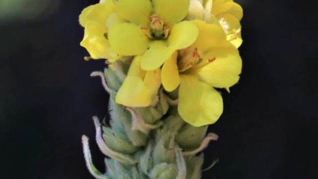 PARA QUE SIRVE 🌿GORDO LOBO🌿 VERBASCO 🌿BENEFICIOS🌿VÍAS RESPIRATORIAS SANAS🌿HERBS 🌿PLANTAS MEDICINALE смотреть онлайн