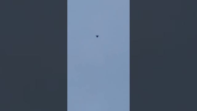 курские голуби