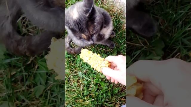 Кошка и кукуруза смотреть онлайн