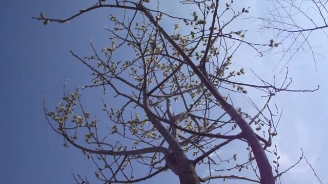 Весна 12424 года смотреть онлайн