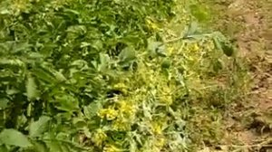 Картофель под соломой и в грядах. Мульчирование сидератами.