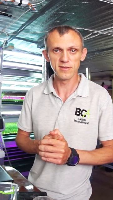 Советы по семенам для микрозелени