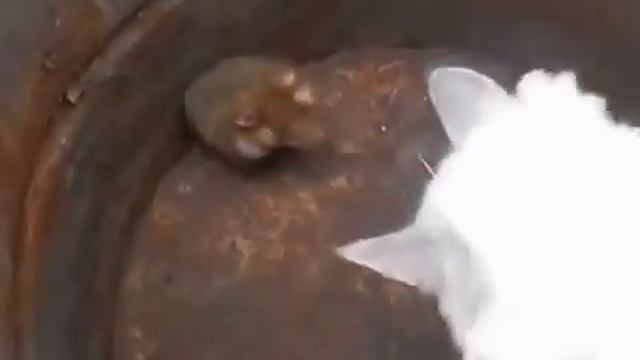 Кот испугался хомяка   ржач!!!