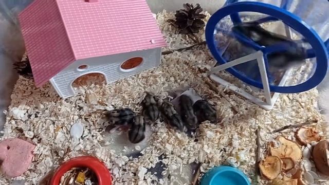 Малышам хомячкам 5 дней