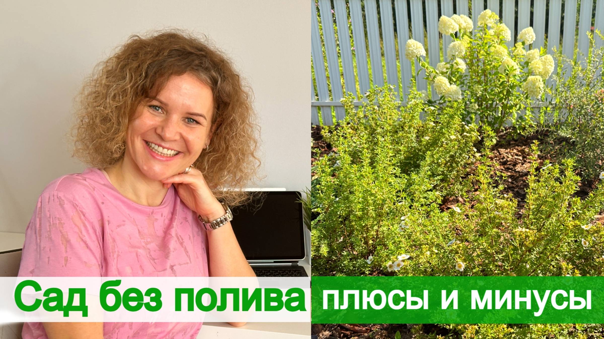 Названия растений в саду без полива. Принципы посадки. Какие кустарники убрала и почему