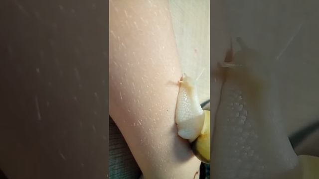 Долгожданное видео❤ Мои улитки выросли😄 смотреть онлайн